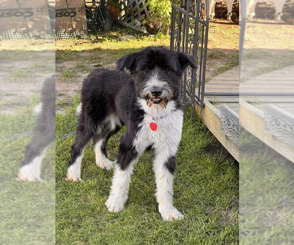 Medium Photo #4 Mutt Puppy For Sale in New York, NY, USA