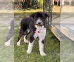 Small #3 Mutt