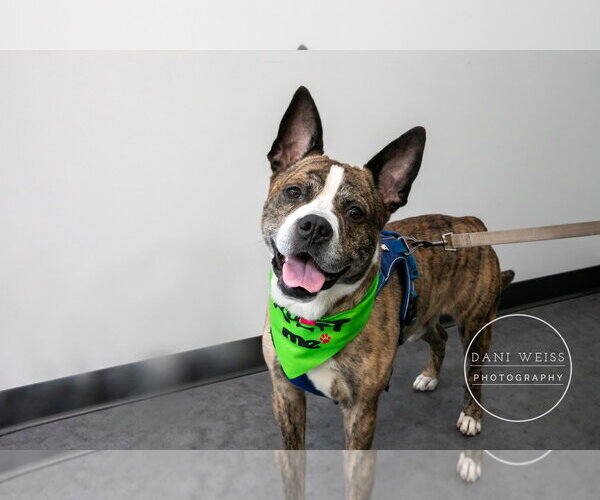 Medium Photo #6 Boxer-Unknown Mix Puppy For Sale in Decatur, GA, USA