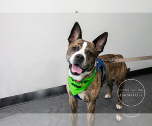Chop - Male American Staffordshire Terrier-Boxer Mix Dog for Adoption - Photo #3