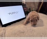 Small #11 Goldendoodle