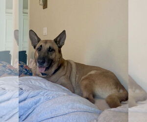 Grizzly - Female German Shepherd Dog-Unknown Mix Dog for Adoption - Photo #2