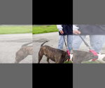 Small Photo #3 Mutt Puppy For Sale in Woodland Hills, CA, USA
