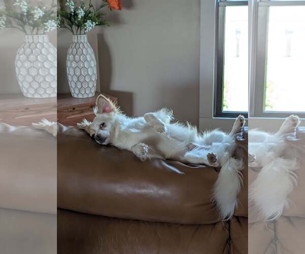 Medium Photo #2 Papillon-Unknown Mix Puppy For Sale in bloomington, IL, USA