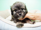 Small Photo #1 Shih-Poo Puppy For Sale in LA MIRADA, CA, USA