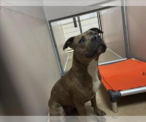 Medium American Pit Bull Terrier