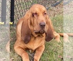 Small Photo #8 Bloodhound Puppy For Sale in WHITTIER, CA, USA