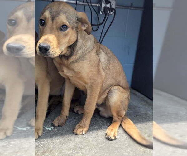 Medium Photo #1 Labrador Retriever-Unknown Mix Puppy For Sale in Evansville, IN, USA