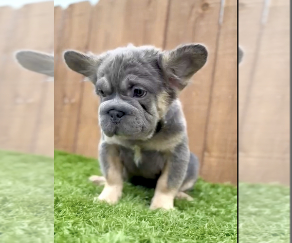 Medium Photo #12 French Bulldog Puppy For Sale in AGOURA HILLS, CA, USA