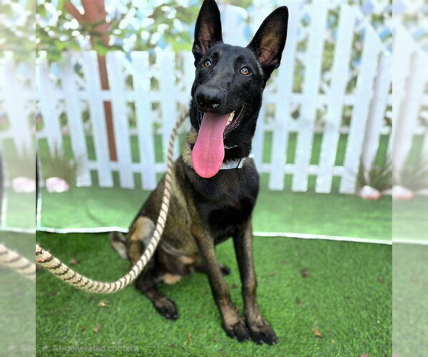 Medium Photo #1 Mutt Puppy For Sale in Long Beach, CA, USA