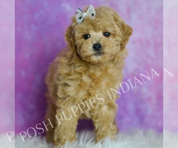 Medium Photo #82 Poodle (Miniature) Puppy For Sale in WARSAW, IN, USA
