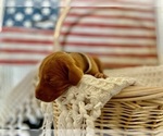 Puppy Mr Green Vizsla