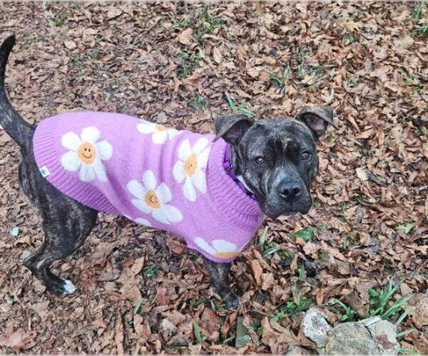 Medium Photo #1 Mutt Puppy For Sale in Sheboygan, WI, USA