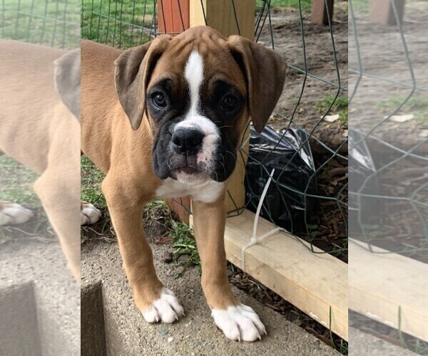 Medium Photo #1 Boxer Puppy For Sale in MC GREGOR, IA, USA