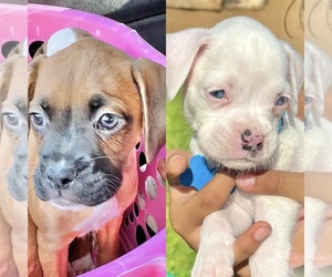 Boxer Puppy for sale in PALMDALE, CA, USA