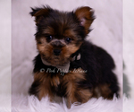 Small Photo #69 Yorkshire Terrier Puppy For Sale in WARSAW, IN, USA