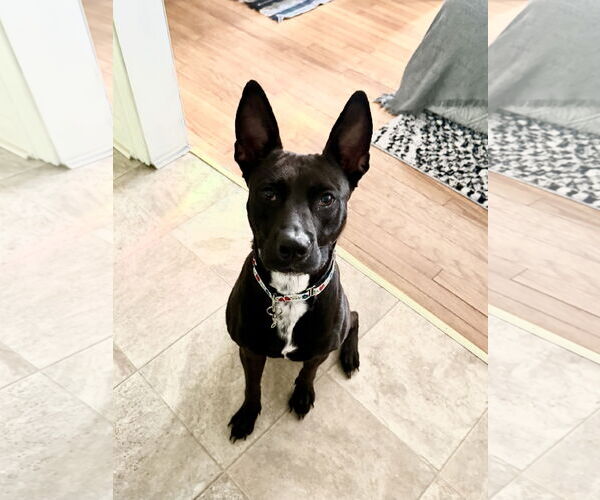 Medium Photo #5 Labrador Retriever-Unknown Mix Puppy For Sale in Holly Springs, NC, USA