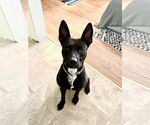 Small #9 Mutt