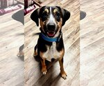 Small #3 Greater Swiss Mountain Dog Mix