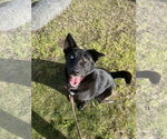 Small #6 Mutt