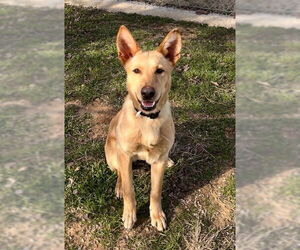 German Shepherd Dog-Unknown Mix Dogs for adoption in Oak Bluffs, MA, USA