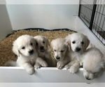 Small Photo #6 Golden Retriever Puppy For Sale in GREELEY, CO, USA