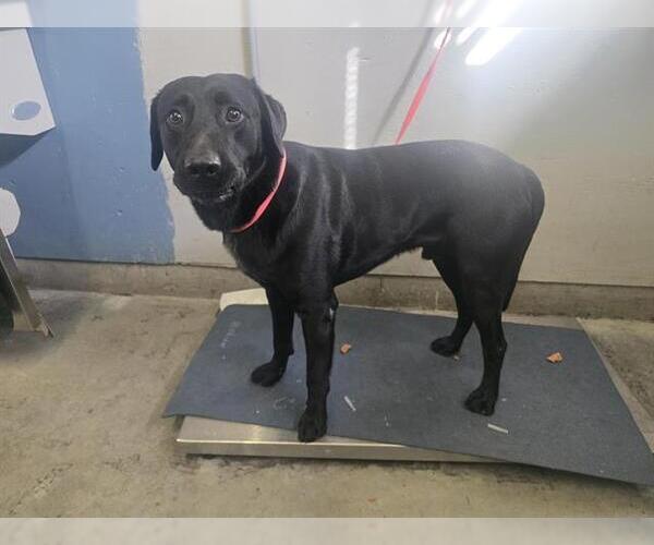 Medium Photo #1 Labrador Retriever-Unknown Mix Puppy For Sale in Camarillo, CA, USA