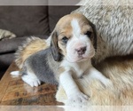 Small Beagle