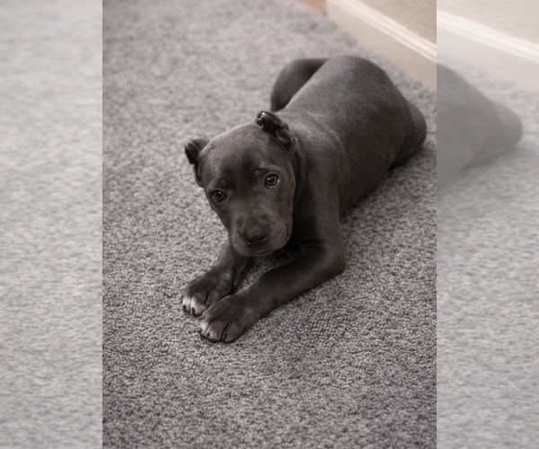 Medium Photo #20 Cane Corso Puppy For Sale in ANDERSON, IN, USA