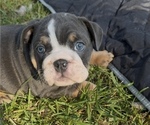 Puppy Empress Selene Bulldog