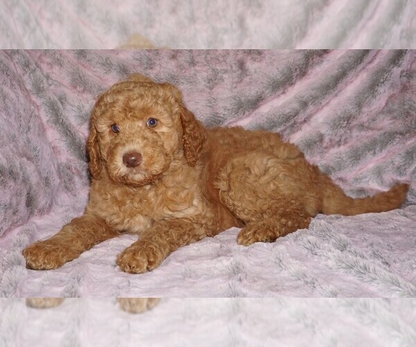Medium Photo #6 Labradoodle mix (+ Poodle Standard) Puppy For Sale in LA HABRA, CA, USA