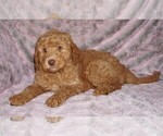 Small #5 Labradoodle mix (+ Poodle Standard)