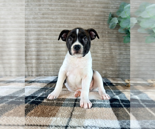 Medium Photo #4 Brat Puppy For Sale in GREENFIELD, IN, USA