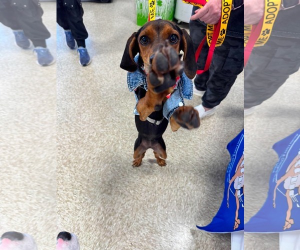 Medium Photo #7 Doxle Puppy For Sale in Germantown, OH, USA