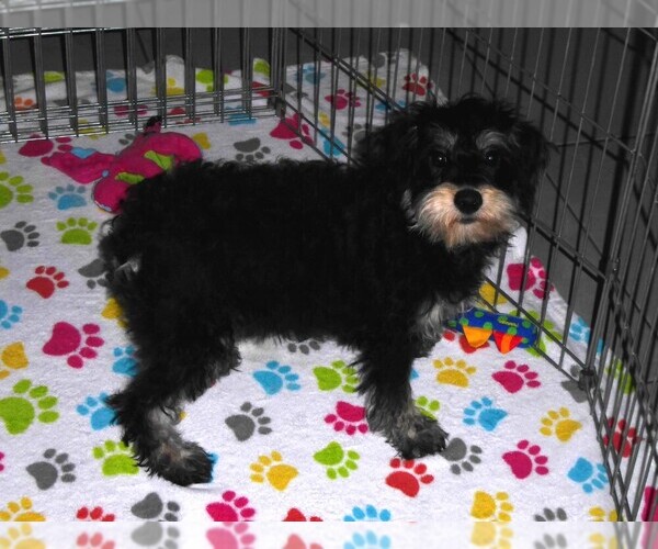 Medium Photo #4 Schnoodle (Miniature) Puppy For Sale in ORO VALLEY, AZ, USA