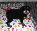 Small #3 Schnoodle (Miniature)