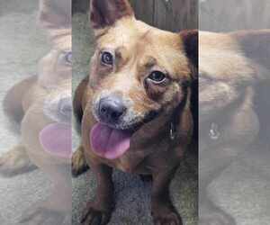 Dachshund-Feist Terrier Mix Dogs for adoption in Spring Lake, NC, USA