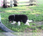 Small Photo #4 Newfoundland Puppy For Sale in SHILOH, OH, USA