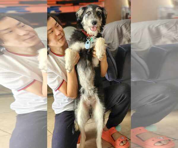 Medium Photo #4 Tibetan Terrier-Unknown Mix Puppy For Sale in Escondido, CA, USA