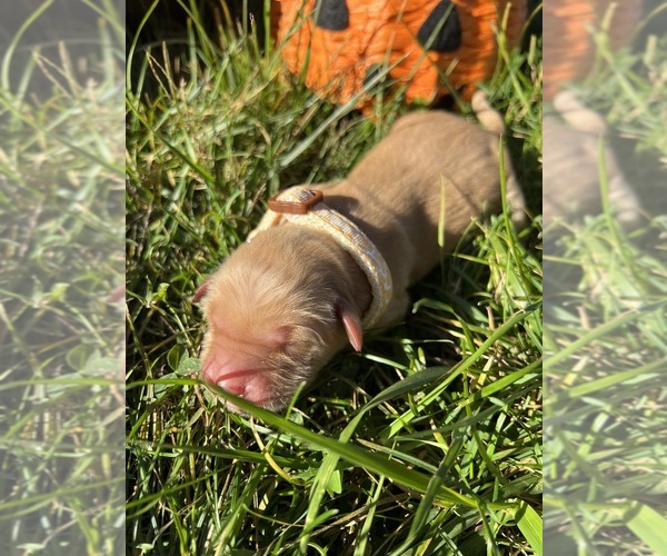 Medium Photo #8 Golden Retriever Puppy For Sale in NEOLA, WV, USA