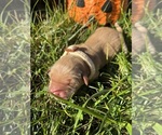 AKC Golden Retr - Male Golden Retriever Puppy for Sale - Photo #8