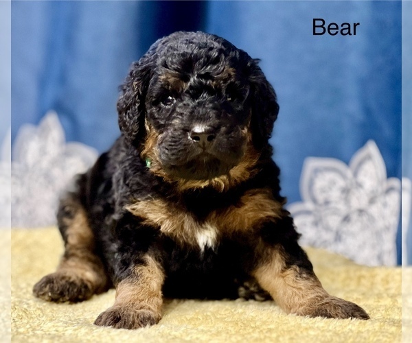 Medium Photo #1 Miniature Bernedoodle Puppy For Sale in CRAWFORDSVLLE, IA, USA