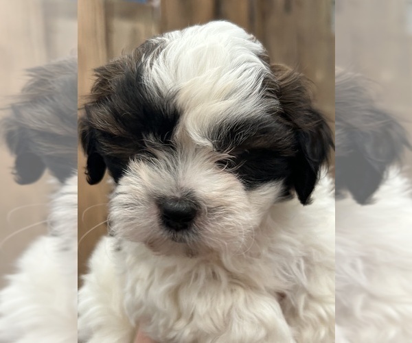 Medium Photo #1 Zuchon Puppy For Sale in DRY RIDGE, KY, USA