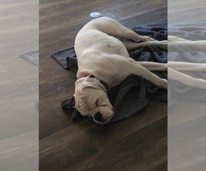 Father of the Boxer puppies born on 11/27/2025
