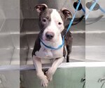 Small Photo #6 American Pit Bull Terrier Puppy For Sale in FAIRLAWN, OH, USA