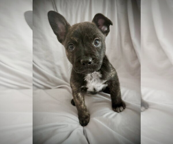 Medium Photo #1 French Bulldog-Unknown Mix Puppy For Sale in St. Louis Park, MN, USA
