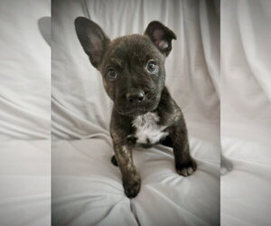 French Bulldog-Unknown Mix Dogs for adoption in St. Louis Park, MN, USA