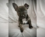 Small French Bulldog Mix