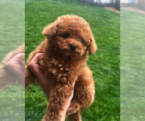 Poodle (Toy) Puppy for sale in ETIWANDA, CA, USA