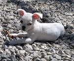 Small Malchi